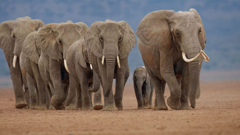 Suur probleem Merzi jaoks? Botswana plaanib 20 000 elevanti välja saata