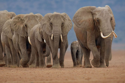 Suur probleem Merzi jaoks? Botswana plaanib 20 000 elevanti välja saata