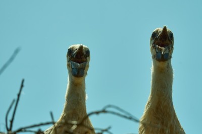 Euroopa Parlamendi liikmete pensionidest on puudu miljonid: Nüüd oodatakse, et arve maksavad maksumaksjad