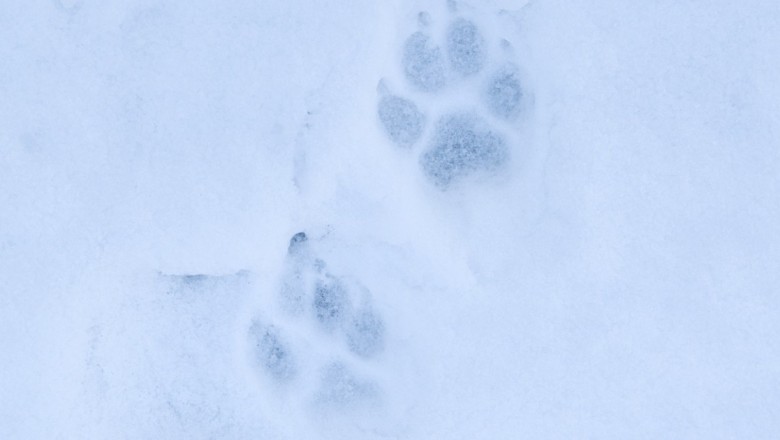 Hundijahi käigus tohib küttida 130 looma