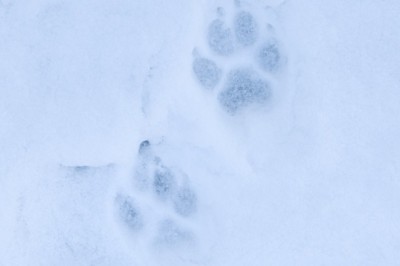 Hundijahi käigus tohib küttida 130 looma