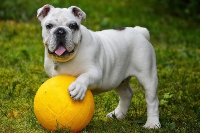 Seesam sisenes lemmikloomakindlustuse turule