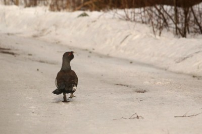Kikepera looduskaitsetööd saavad jätkuda