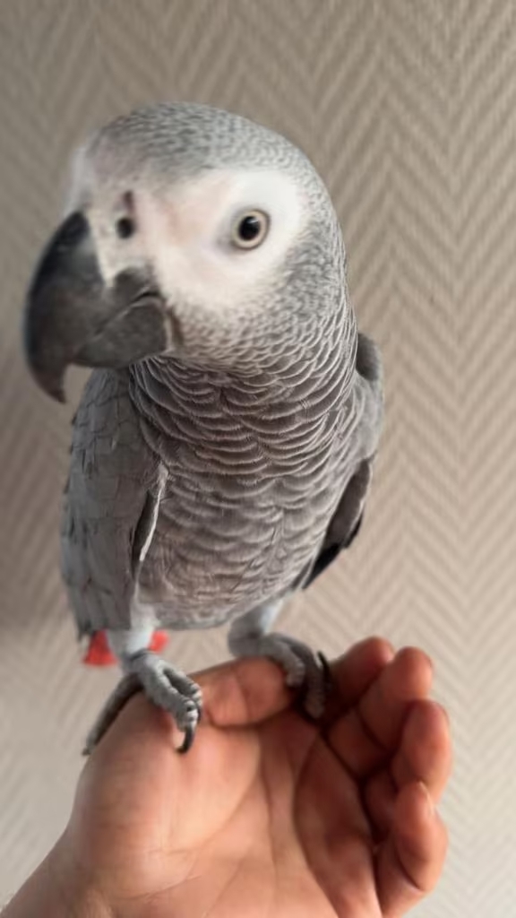 Perroquet gris du Gabon à donner Bruxelles